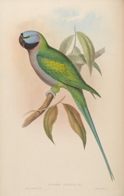 Palaeornis derbianus = Psittacula derbiana da John Gould